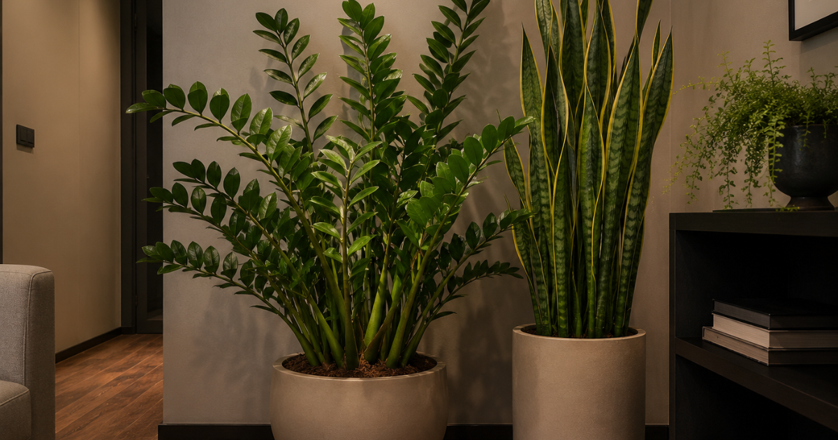 7 Melhores plantas para apartamento com pouca luz.